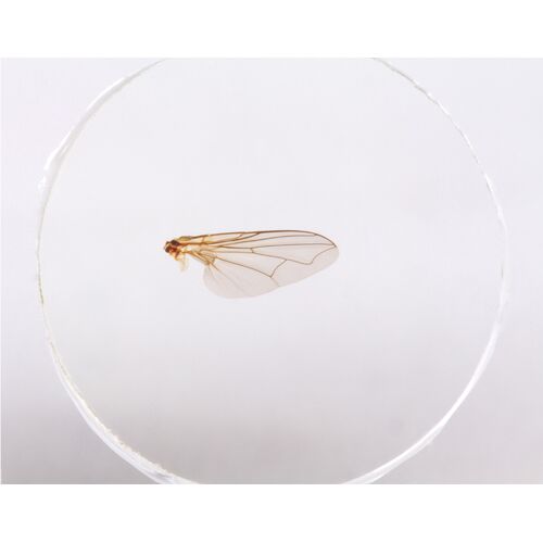 Набор микропрепаратов Konus 10: «Биология» (часть 1), фото , изображение 3