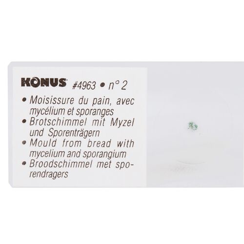 Набор микропрепаратов Konus 10: «Биология» (часть 1), фото , изображение 6