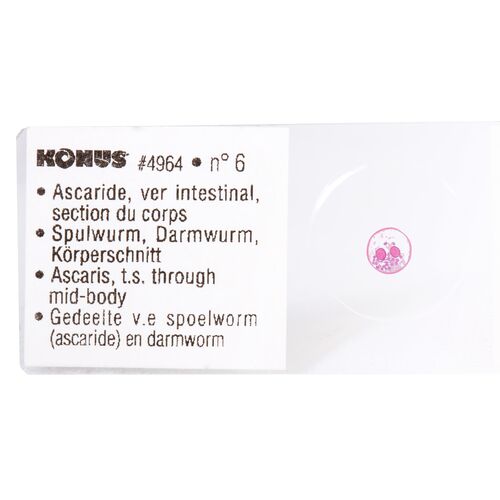 Набор микропрепаратов Konus 10: «Биология» (часть 2), фото , изображение 2