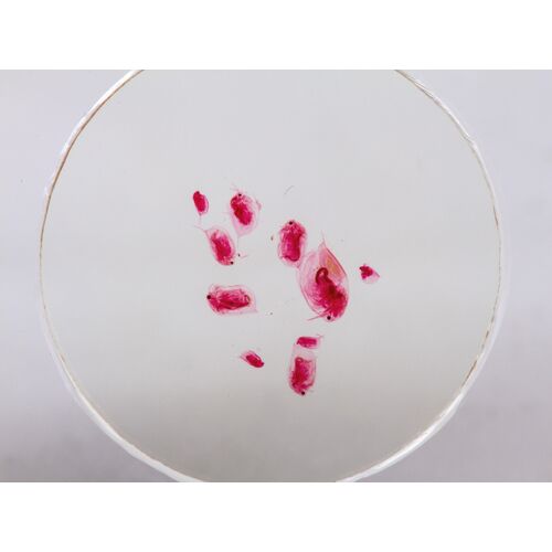 Набор микропрепаратов Konus 10: «Потрясающий мир в капле воды», фото , изображение 3