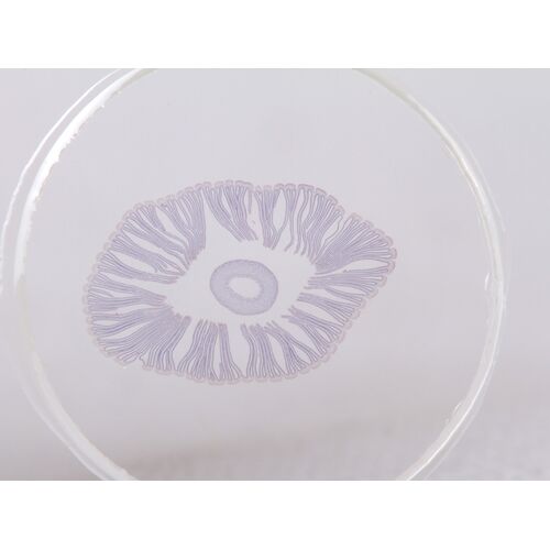 Набор микропрепаратов Konus 10: «Почва», фото , изображение 3