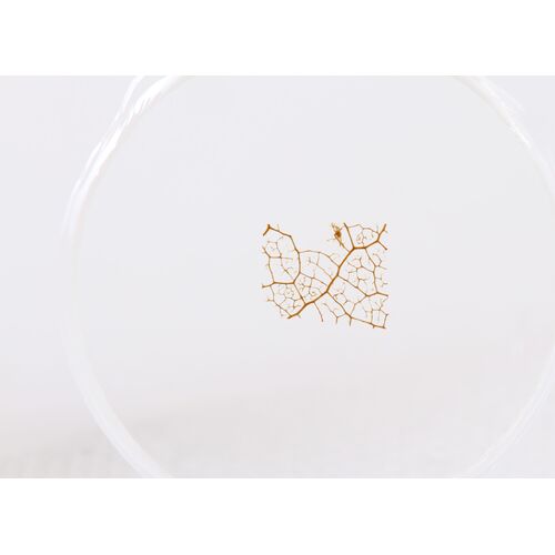 Набор микропрепаратов Konus 10: «Почва», фото , изображение 5