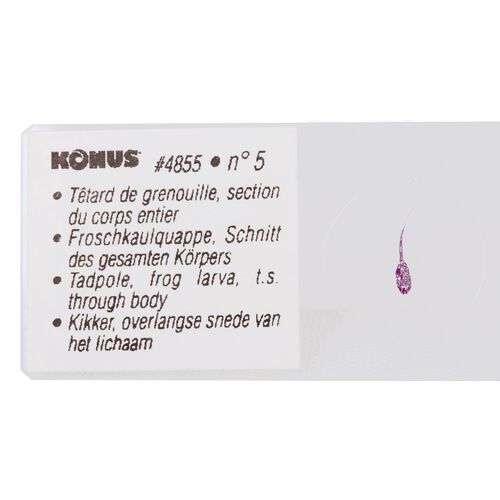 Набор микропрепаратов Konus 10: «Рыбы, лягушки и другие земноводные», фото , изображение 2