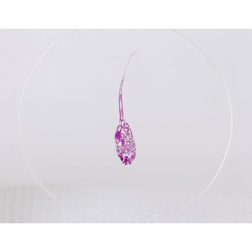 Набор микропрепаратов Konus 10: «Рыбы, лягушки и другие земноводные», фото , изображение 3