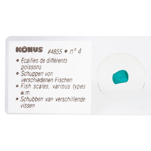 Набор микропрепаратов Konus 10: «Рыбы, лягушки и другие земноводные», фото , изображение 4