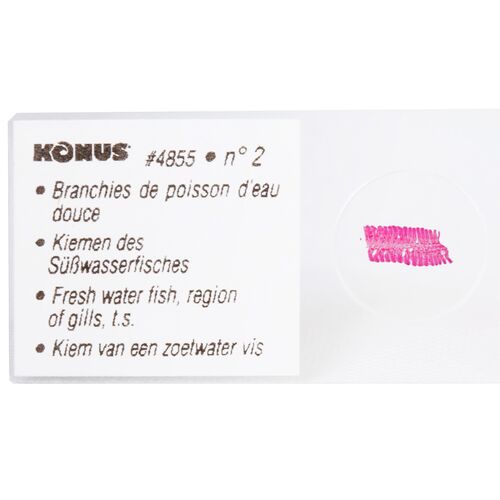 Набор микропрепаратов Konus 10: «Рыбы, лягушки и другие земноводные», фото , изображение 6