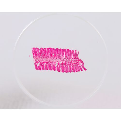 Набор микропрепаратов Konus 10: «Рыбы, лягушки и другие земноводные», фото , изображение 7