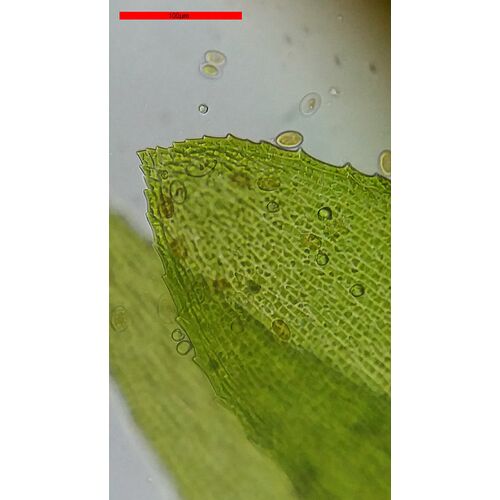 Микроскоп Bresser Erudit Basic 40–400x, фото , изображение 18