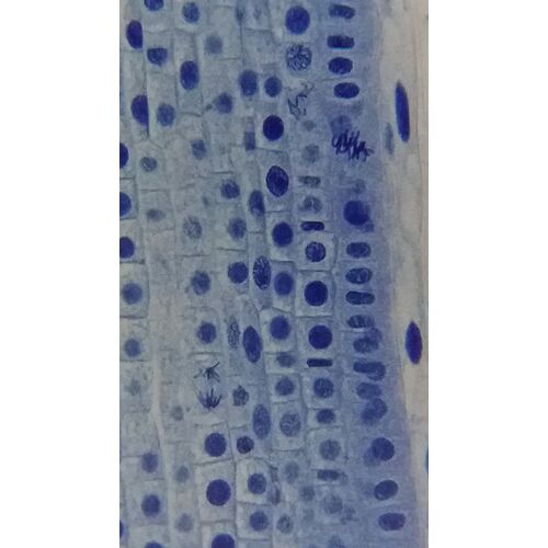 Микроскоп Bresser Erudit Basic 40–400x, фото , изображение 19