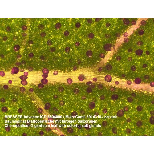 Микроскоп Bresser Advance ICD 10x–160x, фото , изображение 12