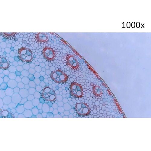 Цифровой микроскоп МИКМЕД LCD 1000Х 2.0LB, фото , изображение 13