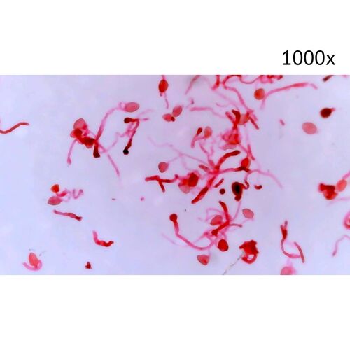 Цифровой микроскоп МИКМЕД LCD 1000Х 2.0LB, фото , изображение 11