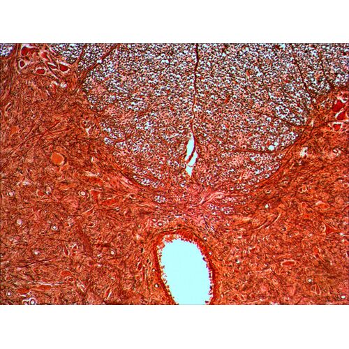 Набор готовых микропрепаратов Levenhuk N20 NG, фото , изображение 4