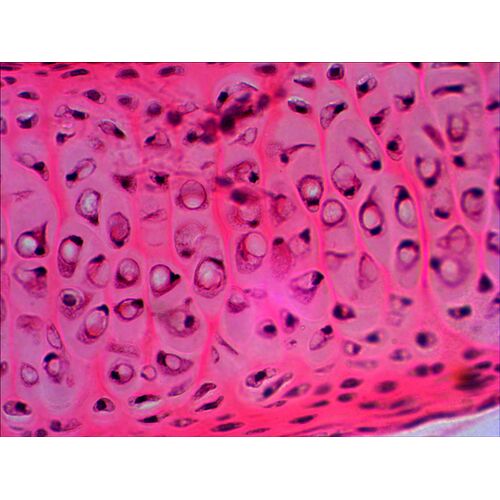 Набор готовых микропрепаратов Levenhuk N20 NG, фото , изображение 5