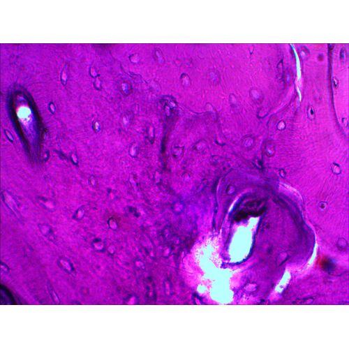 Набор готовых микропрепаратов Levenhuk N20 NG, фото , изображение 6