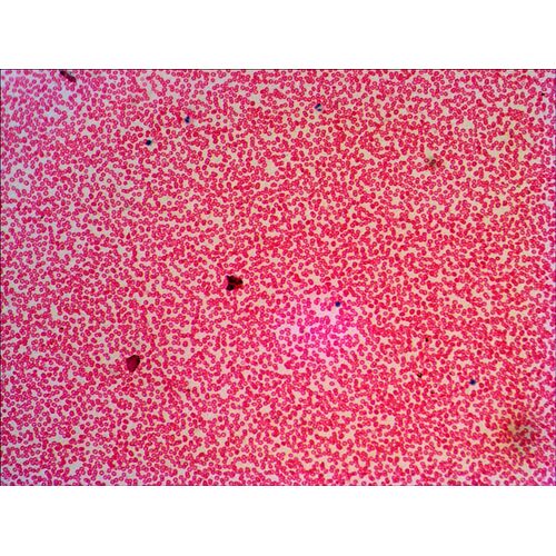 Набор готовых микропрепаратов Levenhuk N38 NG, фото , изображение 6