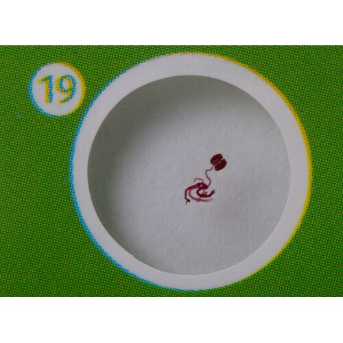 Набор микропрепаратов Levenhuk LabZZ P12, растения, фото , изображение 6