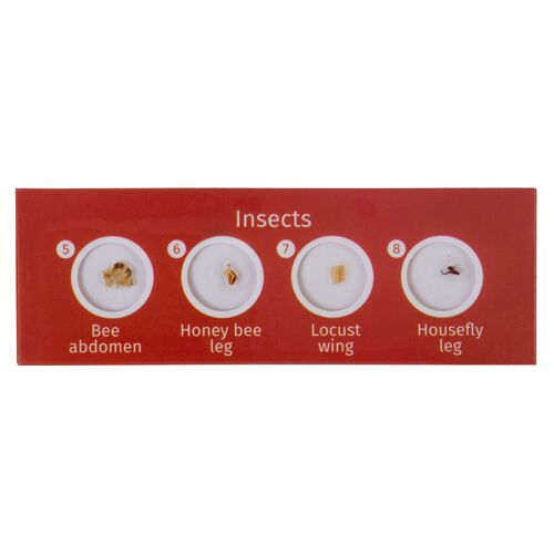 Набор микропрепаратов Levenhuk LabZZ CP24, существа и растения, фото , изображение 3