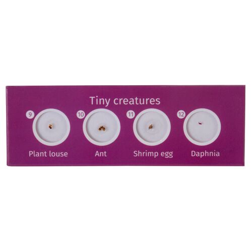 Набор микропрепаратов Levenhuk LabZZ CP24, существа и растения, фото , изображение 4