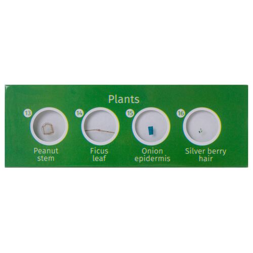 Набор микропрепаратов Levenhuk LabZZ CP24, существа и растения, фото , изображение 5