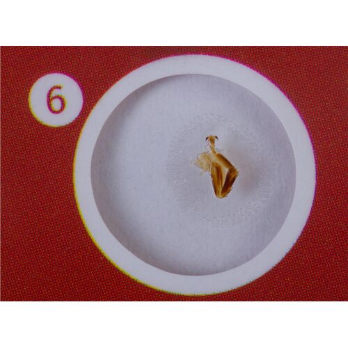 Набор микропрепаратов Levenhuk LabZZ CP24, существа и растения, фото , изображение 8