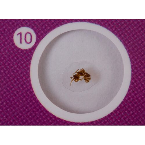 Набор микропрепаратов Levenhuk LabZZ CP24, существа и растения, фото , изображение 9