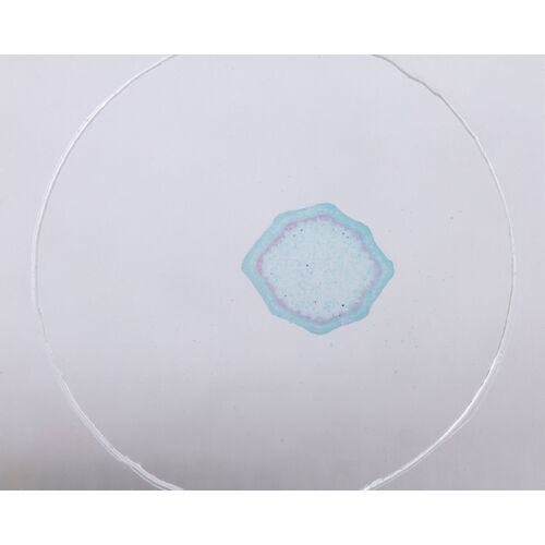 Набор микропрепаратов Konus 10: «Естественные науки», фото , изображение 4