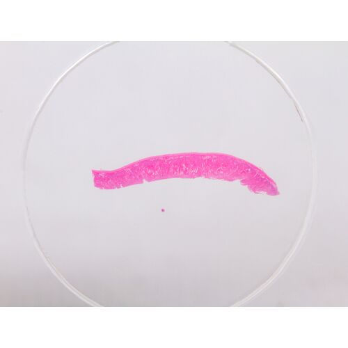 Набор микропрепаратов Konus 10: «Естественные науки», фото , изображение 6