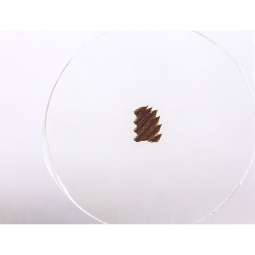 Набор микропрепаратов Konus 10: «Естественные науки», фото , изображение 8