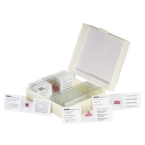 Набор микропрепаратов Konus 10: «Человеческое тело. Норма», фото , изображение 2