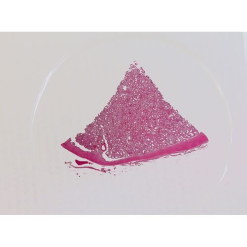 Набор микропрепаратов Konus 10: «Человеческое тело. Норма», фото , изображение 8