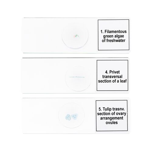 Набор микропрепаратов Discovery Prof DPS 5. «Биология», фото , изображение 6