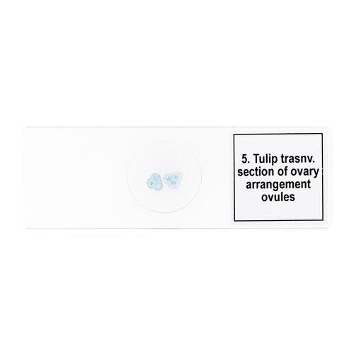 Набор микропрепаратов Discovery Prof DPS 5. «Биология», фото , изображение 8