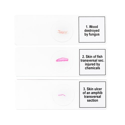 Набор микропрепаратов Discovery Prof DPS 5. «Мутации», фото , изображение 6