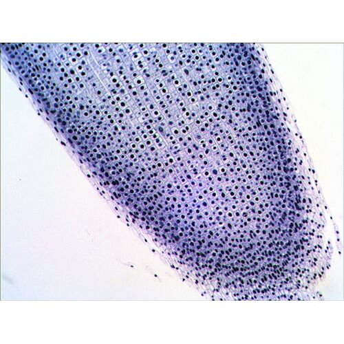 Набор готовых микропрепаратов Levenhuk N20 NG, фото , изображение 7