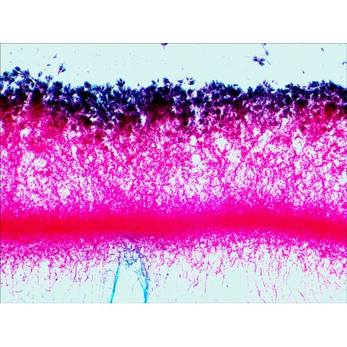 Набор готовых микропрепаратов Levenhuk N80 NG «Увидеть все!», фото , изображение 14