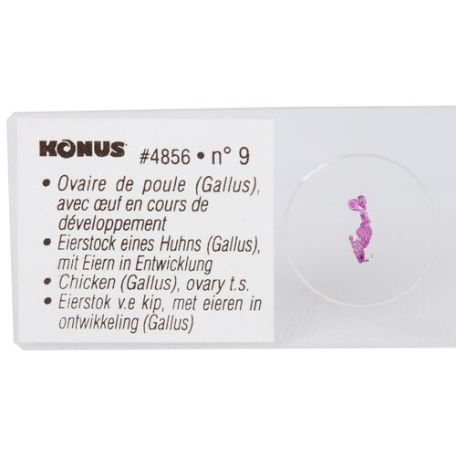 Набор микропрепаратов Konus 10: «Ящерицы, змеи и птицы», фото , изображение 3