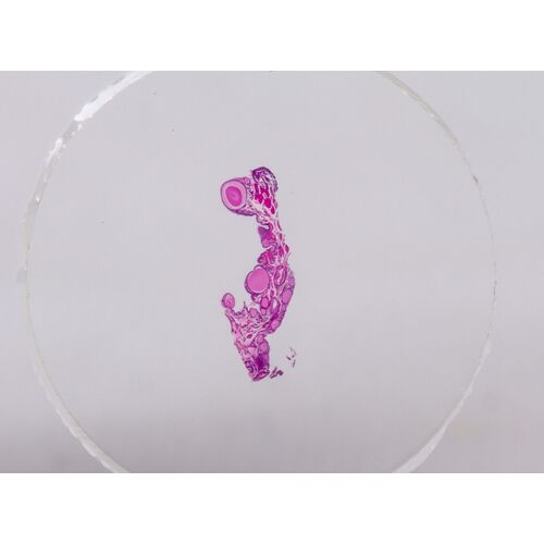 Набор микропрепаратов Konus 10: «Ящерицы, змеи и птицы», фото , изображение 4