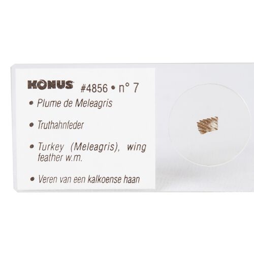 Набор микропрепаратов Konus 10: «Ящерицы, змеи и птицы», фото , изображение 5