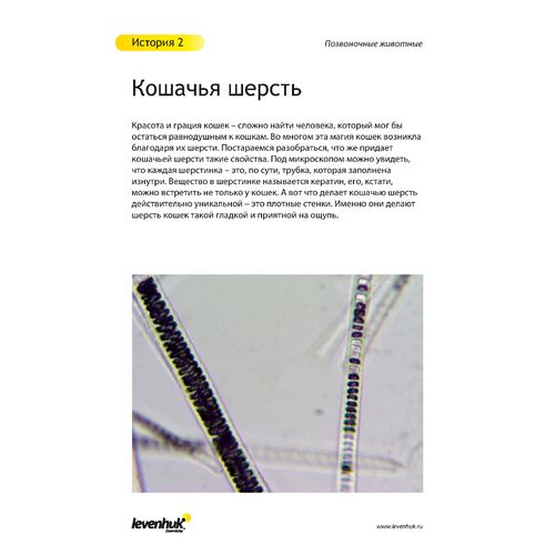 Набор готовых микропрепаратов Levenhuk N80 NG «Увидеть все!», фото , изображение 20