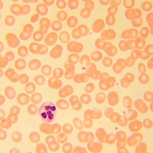 Микроскоп биологический MAGUS Bio 230B, фото , изображение 21