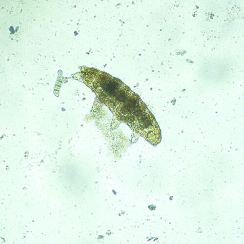 Микроскоп биологический инвертированный MAGUS Bio V300, фото , изображение 12