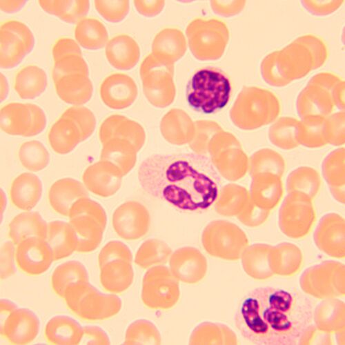 Микроскоп биологический цифровой MAGUS Bio D250T LCD, фото , изображение 29