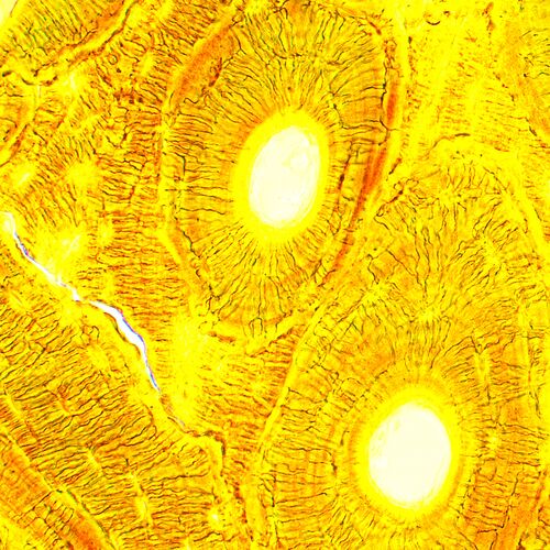 Микроскоп биологический цифровой MAGUS Bio D250T, фото , изображение 27