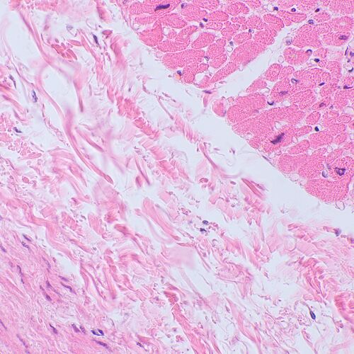 Микроскоп биологический цифровой MAGUS Bio D250TL LCD, фото , изображение 29