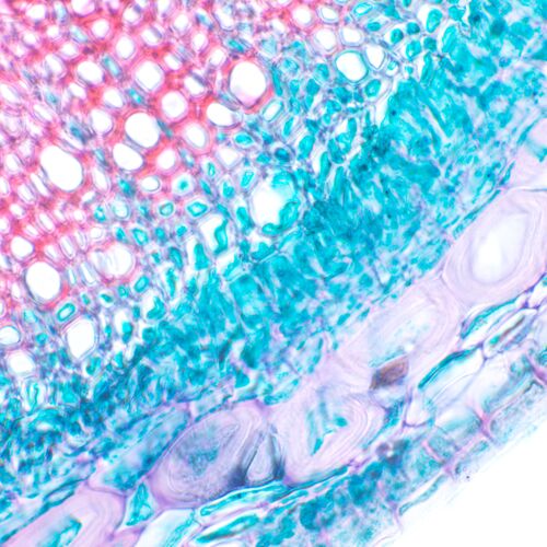 Микроскоп биологический MAGUS Bio D230T LCD, фото , изображение 26