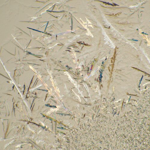 Микроскоп биологический цифровой MAGUS Bio D230T, фото , изображение 25