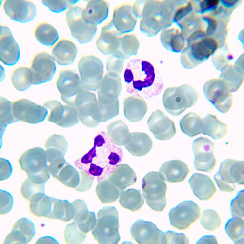 Микроскоп биологический цифровой MAGUS Bio D230TL, фото , изображение 23