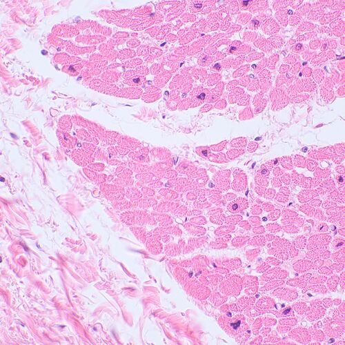 Микроскоп биологический цифровой MAGUS Bio D230TL LCD, фото , изображение 27