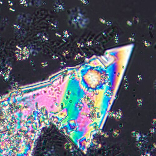 Микроскоп поляризационный цифровой MAGUS Pol D800, фото , изображение 20